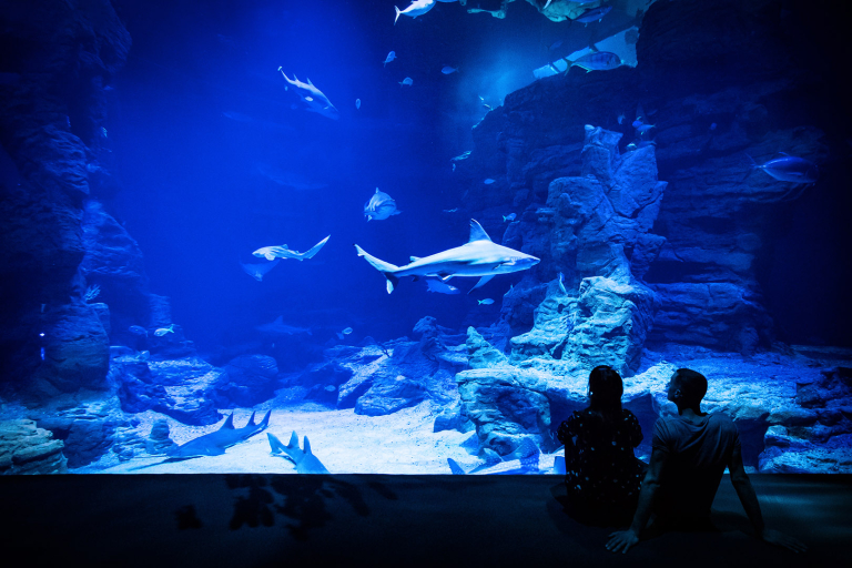 Découverte du bassin aux requins à Planet Ocean à Montpellier
